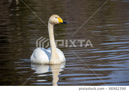 Swan swimming alone Part 1 98982390
