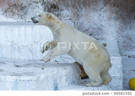 天王寺動物園北極熊 天王寺動物園北極熊 98982393
