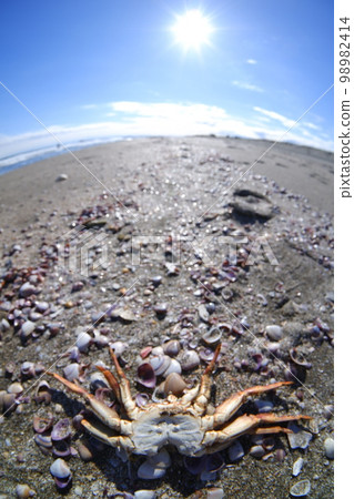 Crab carcass lying on the sandy beach Crab carcass lying on the sandy beach 98982414