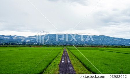 穿過佐渡島稻田的小路 穿過佐渡島稻田的小路 98982632