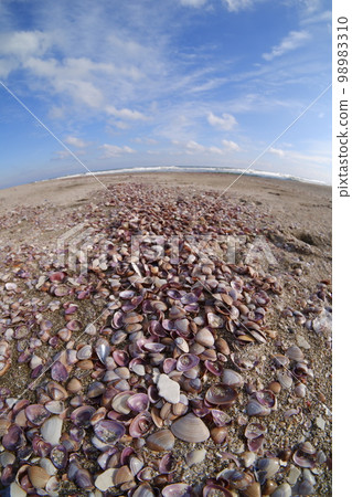 Shellfish washed ashore on the beach Shellfish washed ashore on the beach 98983310