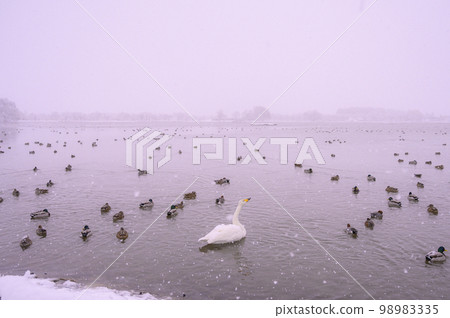 Ducks and swans in the snow Ducks and swans in the snow 98983335