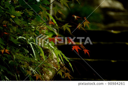 Momiji mixed with red and green Momiji mixed with red and green 98984261