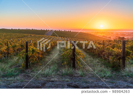 Vineyards in McLaren Vale at sunset Vineyards in McLaren Vale at sunset 98984263