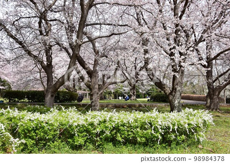Fujisawa City Oba Castle Ruins Park Row of Cherry Blossom Trees and Willows in Full Bloom 98984378