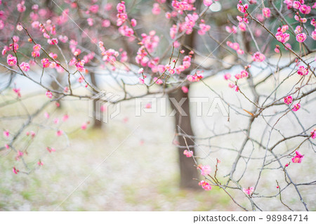 A photograph of plum blossoms at Kyoto Gyoen National Garden in Kamigyo Ward, Kyoto City A photograph of plum blossoms at Kyoto Gyoen National Garden in Kamigyo Ward, Kyoto City 98984714