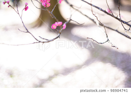A photograph of plum blossoms at Kyoto Gyoen National Garden in Kamigyo Ward, Kyoto City 98984741