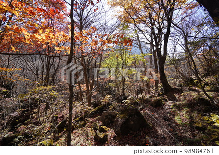 群馬縣澀川市榛名山脈 下山二岳後前往歐間溪谷入口的路上的紅葉 2022 年 11 月 3 日 群馬縣澀川市榛名山脈 下山二岳後前往歐間溪谷入口的路上的紅葉 2022 年 11 月 3 日 98984761