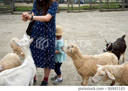 一個孩子暑假想去牧場餵山羊和綿羊,他害怕地躲在媽媽身後。 一個孩子暑假想去牧場餵山羊和綿羊,他害怕地躲在媽媽身後。 98985185