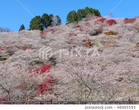 Obara Shikizakura in Toyota City, Aichi Prefecture Obara Shikizakura in Toyota City, Aichi Prefecture 98985593