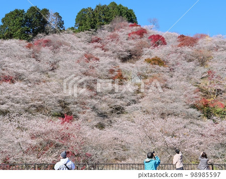 Obara Shikizakura in Toyota City, Aichi Prefecture Obara Shikizakura in Toyota City, Aichi Prefecture 98985597