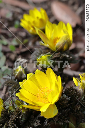 Flowers that bring happiness 98985770