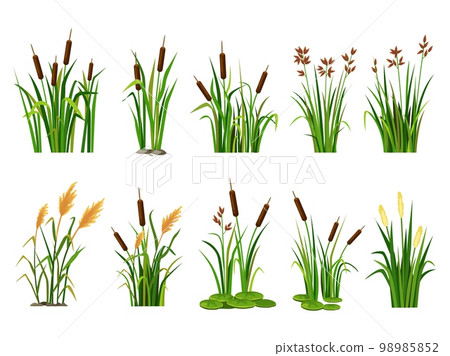 Cartoon lake aquatic plants. Swamp cattails, marsh reed and blooming bulrush vector illustration set Cartoon lake aquatic plants. Swamp cattails, marsh reed and blooming bulrush vector illustration set 98985852