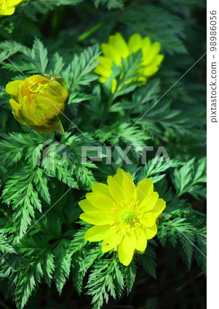 Flowers that bring happiness 98986056