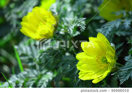 Flowers that bring happiness Flowers that bring happiness 98986058