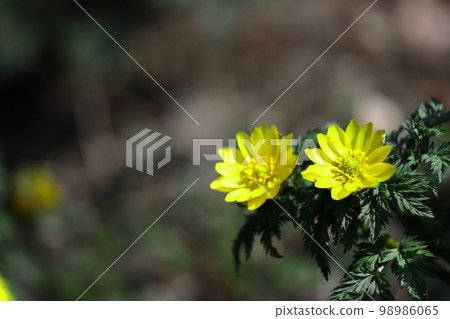 Flowers that bring happiness Flowers that bring happiness 98986065