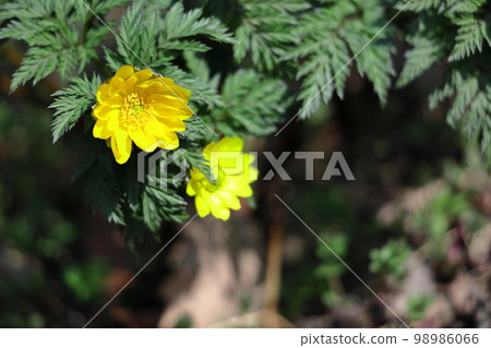 Flowers that bring happiness 98986066