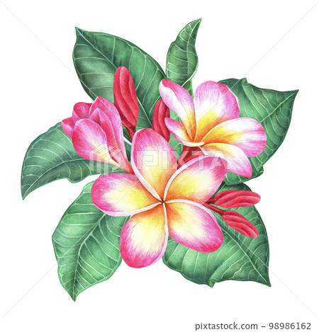 Composition of plumeria flowers and leaves. Frangipani.Watercolor botanical illustration.Isolated on a white background.For the design of stickers, travel brochures, packaging for cosmetics, perfumes 98986162