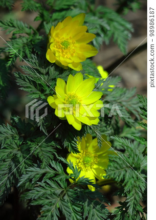 Flowers that bring happiness Flowers that bring happiness 98986187