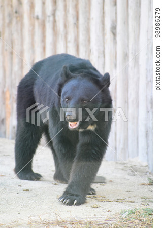 黑熊走 98986279