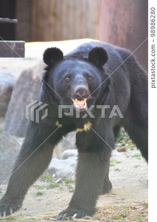 吠叫Tsukinowa熊 98986280