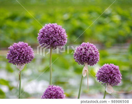 紫洋蔥花 98986508
