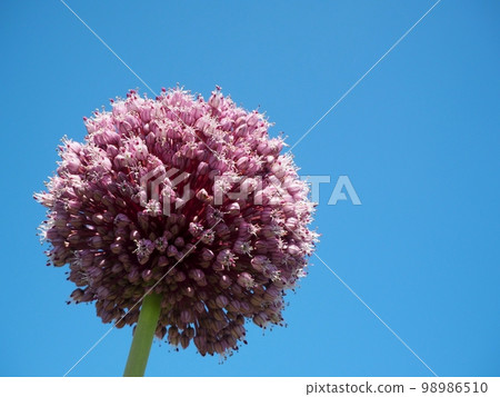 purple onion flower 98986510