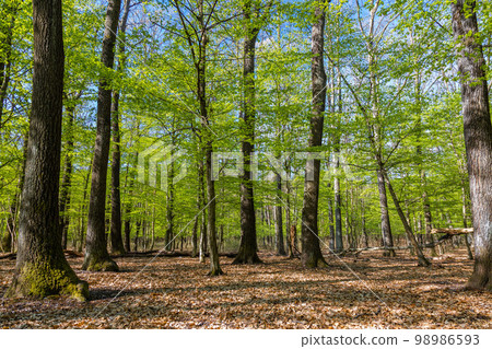 Springtime in a sessile oak (Quercus petraea) forest in Hungary 98986593