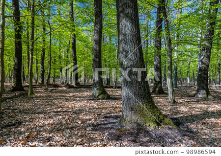 Springtime in a sessile oak (Quercus petraea) forest in Hungary 98986594