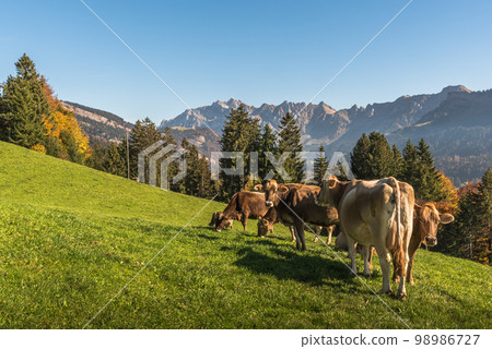 Brown cows grazing on a meadow in the Swiss Alps Brown cows grazing on a meadow in the Swiss Alps 98986727