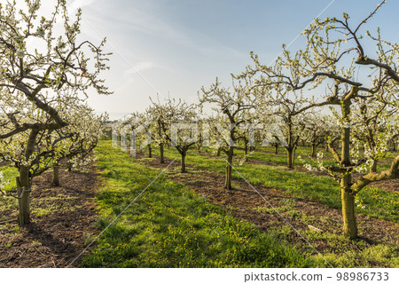 Blooming fruit trees in orchard 98986733