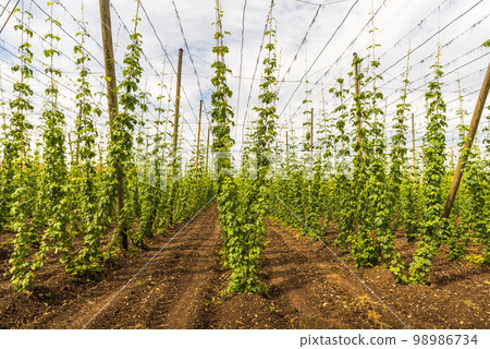 Hops field (Humulus lupulus) 98986734