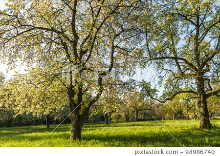 Blooming apple trees on meadow Blooming apple trees on meadow 98986740