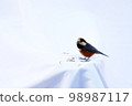 Mountain bird 98987117