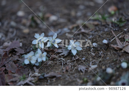 Winter fairy 98987126
