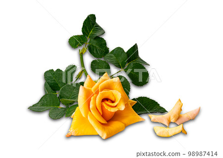 Stde view of blooming yellow rose with green leaves on white background. 98987414