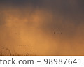 Evening glow 98987641