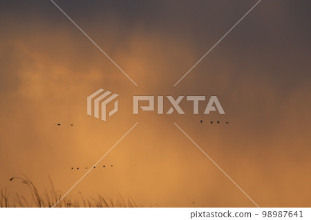 Evening glow Evening glow 98987641