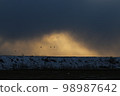 Migratory birds leaving work in the evening glow 98987642