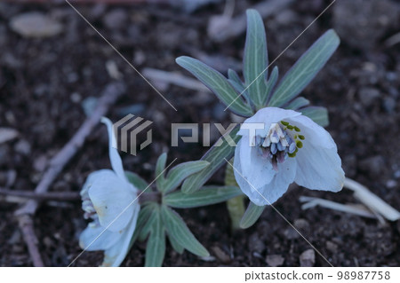 Winter fairy 98987758