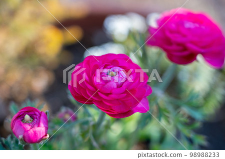 弗洛里本達 98988233