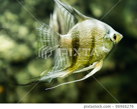 Floating Pterophyllum scalare or angelfish in tank. Freshwater aquarium fish with shiny scales. 98988276