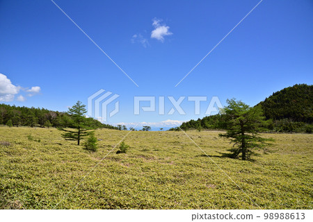 Scenery of the Ikenotaira Wetland in early summer ~Viewing the liberation mouth~ 98988613
