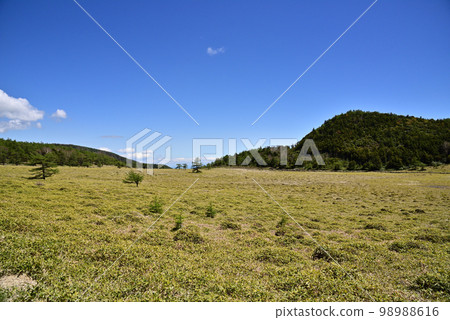 Scenery of the Ikenotaira Wetland in early summer ~Viewing the liberation mouth~ Scenery of the Ikenotaira Wetland in early summer ~Viewing the liberation mouth~ 98988616