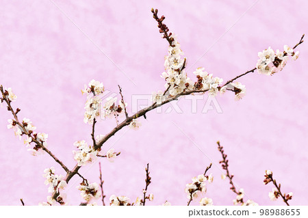 Delicate branch of a flowering fruit tree on a pink background Delicate branch of a flowering fruit tree on a pink background 98988655