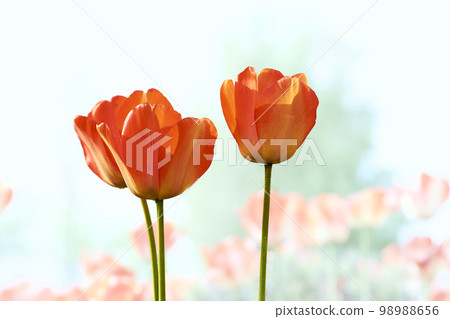 Three wonderful scarlet red tulips and a light azure sky Three wonderful scarlet red tulips and a light azure sky 98988656