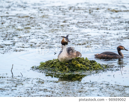 Great Crested Grebe, Podiceps cristatus, water bird sitting on the nest, and one of its cute babies sitting on its back. Nesting time on the green lake Great Crested Grebe, Podiceps cristatus, water bird sitting on the nest, and one of its cute babies sitting on its back. Nesting time on the green lake 98989002