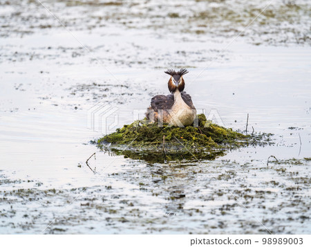 Great Crested Grebe, Podiceps cristatus, water bird sitting on the nest, nesting time on the green lake 98989003