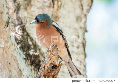 Common chaffinch, Fringilla coelebs, sits on a tree. Common chaffinch in wildlife. 98989007