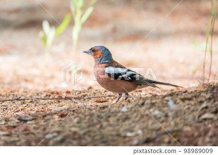 Common chaffinch, Fringilla coelebs, sits on the ground in spring. Common chaffinch in wildlife. 98989009